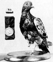 cher ami.jpg